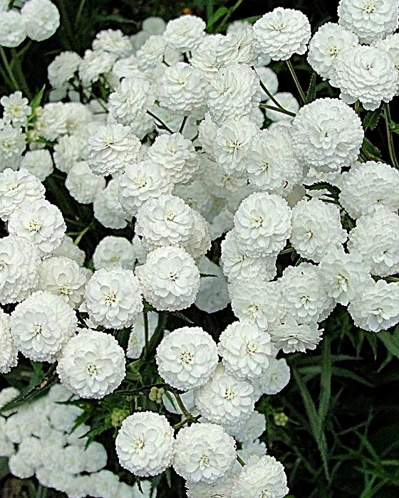 Тысячелистник птармика 'Ноблесс'