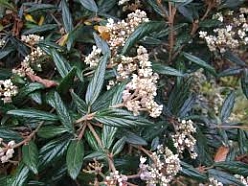 Калина пражская