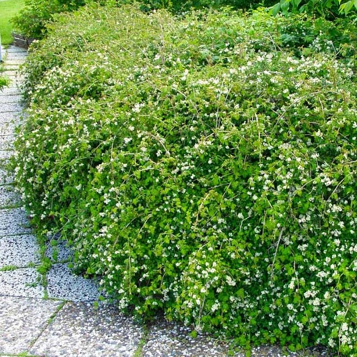 Стефанандра надрезанолистная