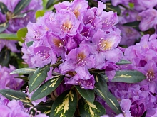Рододендрон гибридный 'Голдфлиммер' (фиолетовый светлый)