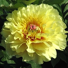 Пион Ито-гибрид 'Гарден Треже' (желтый)