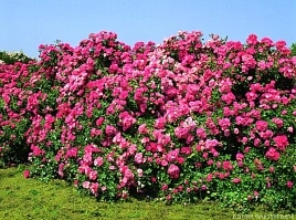 Роза Пат Де Велюр (Patte De Velours)