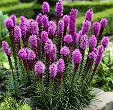 Многолетник Корневище Лиатрис