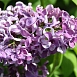 Сирень обыкновенная 'Алексей Маресьев' (лиловая)