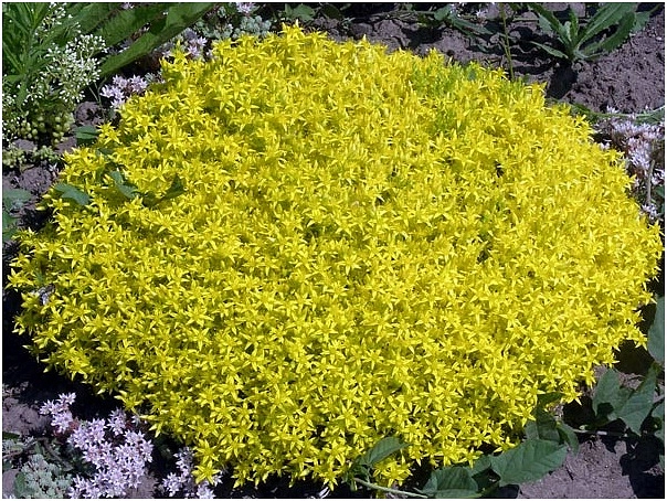 Седум едкий (Очиток)