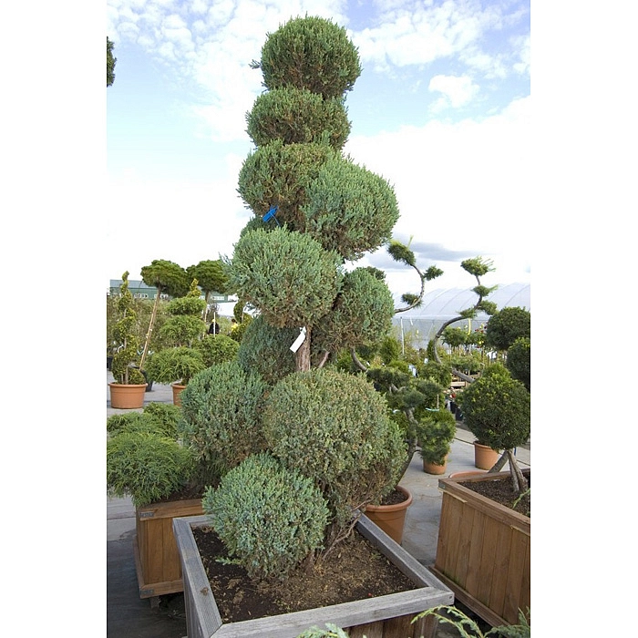 Можжевельник китайский 'Стрикта' бонсай