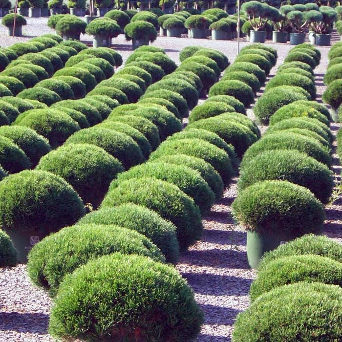 Сосна горная 'Пумилио'