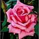 Роза 'Эйфель Тауэр' (чайно-гибридная) (розовая)