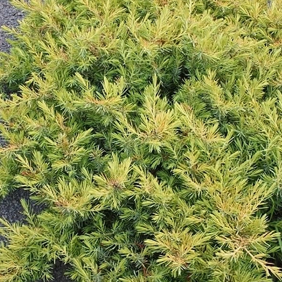 Можжевельник прибрежный 'Олл Голд'