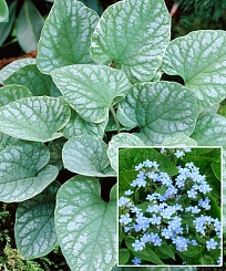 Бруннера крупнолистная 'Сильвер Вингс'