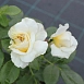 Роза 'Леди Романтика' (флорибунда) (белая)