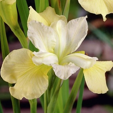 Ирис сибирский 'Баттер энд Шугар'