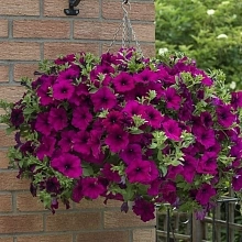 Петуния (сурфиния) гибридная 'Фанфары Пурпл'  (пурпурный)