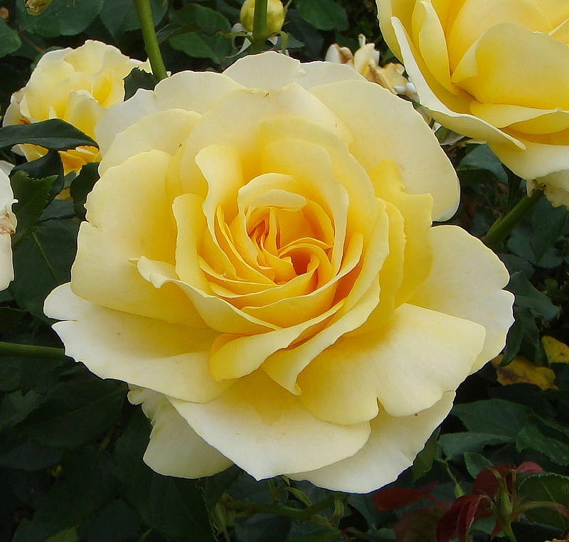 Роза 'Тиволи' (чайно-гибридная) (желтая)