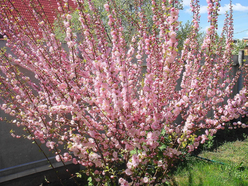 Вишня мелкопильчатая (сакура) 'Розовая мгла'