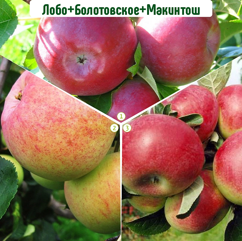Яблоня домашняя 'Лобо/Болотовское/Макинтош' (тройная прививка)