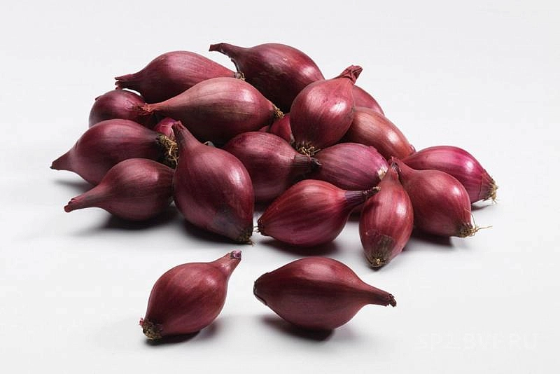 Лук-севок РЕД БАРОН 14-25мм красный 0,5кг