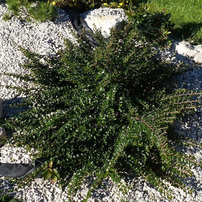 Кизильник горизонтальный