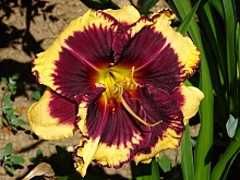 Лилейник гибридный 'Тайгер  Блад'