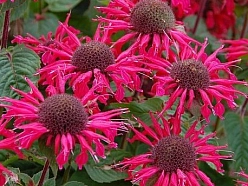 Монарда двойчатая (гибридная) 'Би-Хэппи'