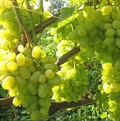 Виноград 'Восторг'