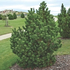 Сосна горная 'Унцината' Сосна горная 'Унцината'