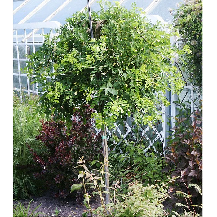 Акация древовидная 'Пендула'