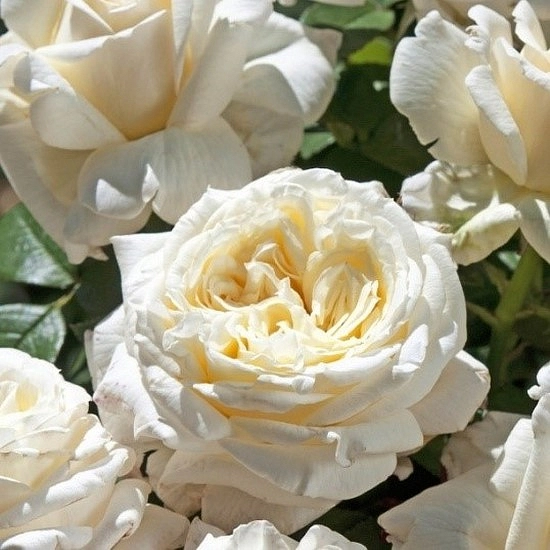 ариана де ротшильд роза