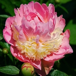 Пион Сорбет (Sorbet)