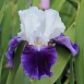 Ирис германский (бородатый) 'Сноумаунд' 