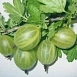 Крыжовник 'Изумруд'