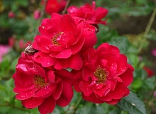 Роза 'Генри Келси' (плетистая) (красная)