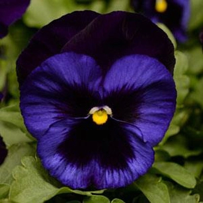 Виола Виттрока 'Матрикс Деним' (темно - синяя с черными крыльями)