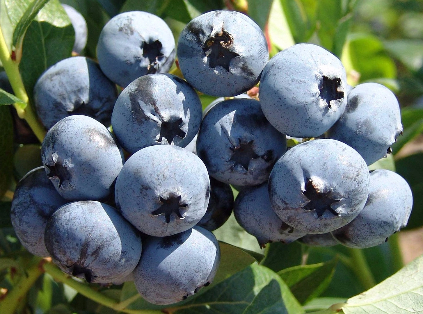 Голубика высокорослая 'Путте'