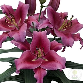 Лилия 'Далиан' 