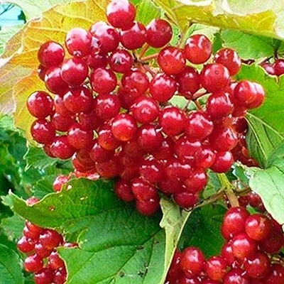 Калина плодовая