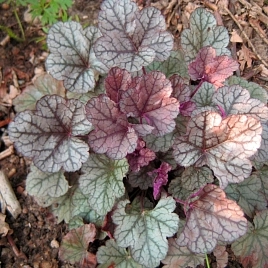Гейхера гибридная 'Шуга Фростинг'
