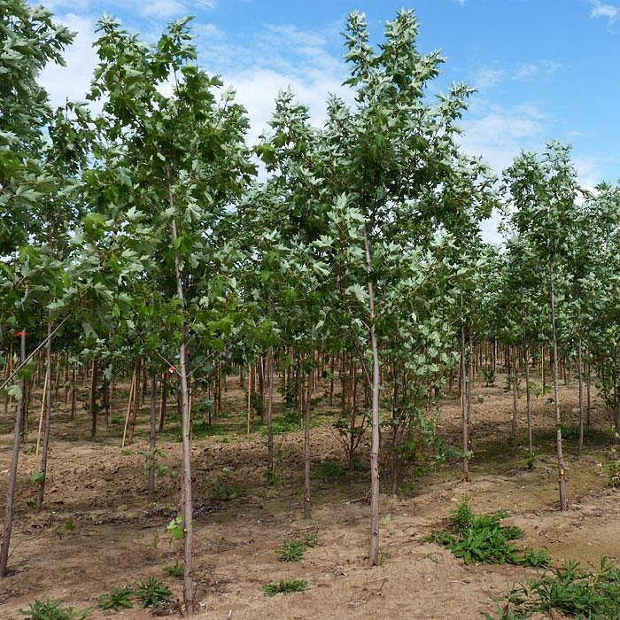 Клен сахарный (серебристый)