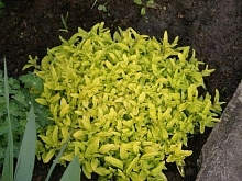 Душица обыкновенная 'Ауреум'