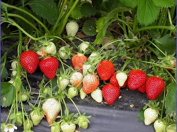 Земляника (клубника) 'Берегиня'