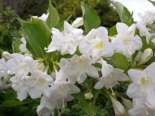 Вейгела 'Бристол Сноуфлейк'