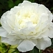Пион молочноцветковый 'Сноу Суприм' (белый)