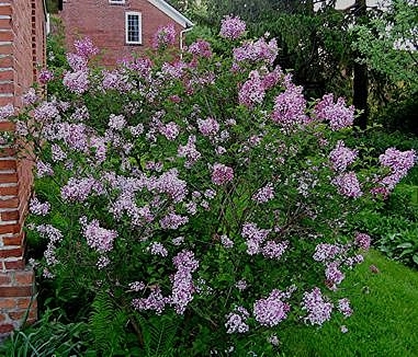 Сирень Джози (Josee)