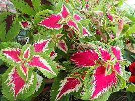 Колеус Блюма 'Визард Роуз' (темно-розовый с зелеными краями)