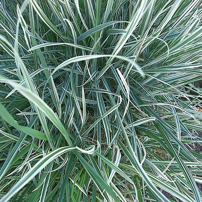 Райграйс бульбоносный