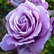 Роза 'Индиголета' (плетистая) (фиолетовая светлая)