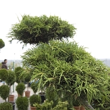 Можжевельник средний 'Олд Голд' Бонсай