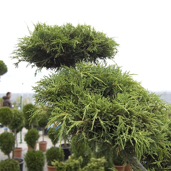 Можжевельник средний 'Олд Голд' Бонсай