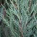 Можжевельник скальный 'Скайрокет'