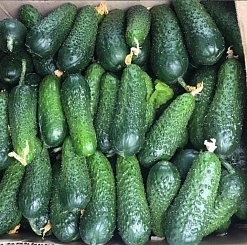 Огурец 'Мадрилене'